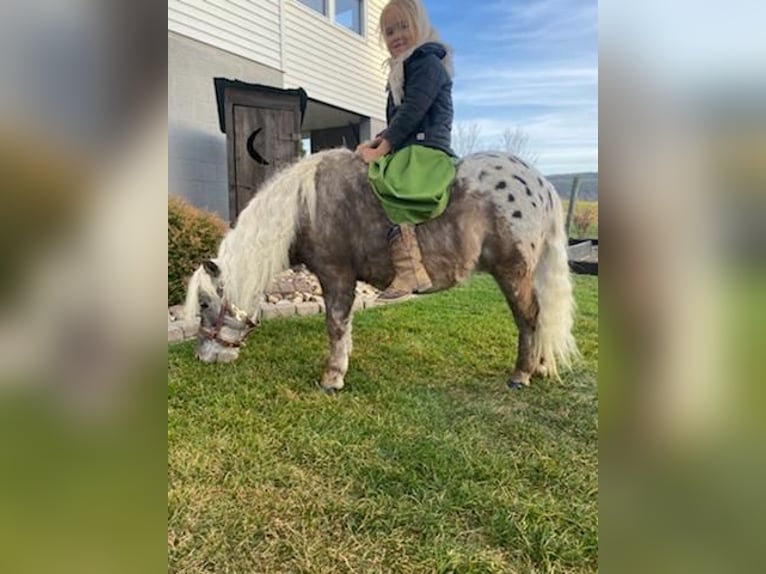 Más ponis/caballos pequeños Caballo castrado 6 años 99 cm in Rebersburg, PA