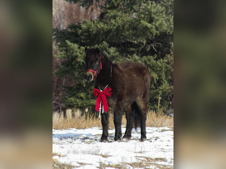 Más ponis/caballos pequeños Caballo castrado 6 años 99 cm Castaño in Cody, WY