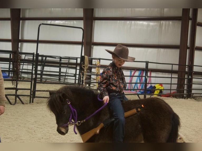 Más ponis/caballos pequeños Caballo castrado 6 años 99 cm Castaño in Cody, WY