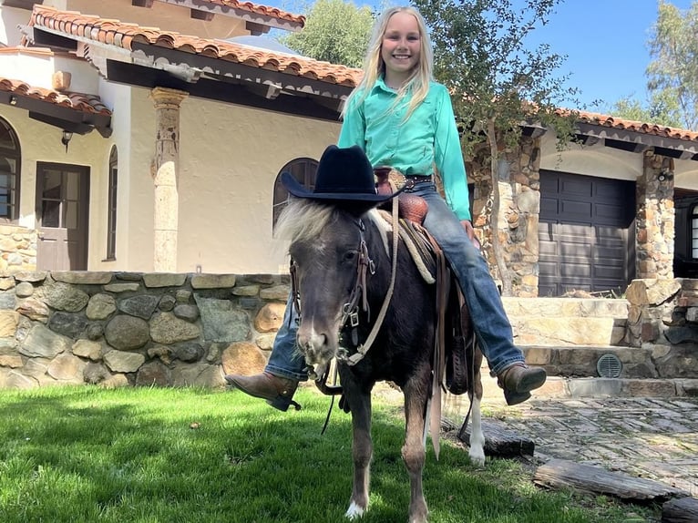 Más ponis/caballos pequeños Caballo castrado 6 años in Joshua, TX
