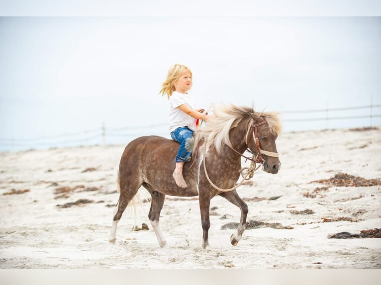 Más ponis/caballos pequeños Caballo castrado 6 años in Joshua, TX