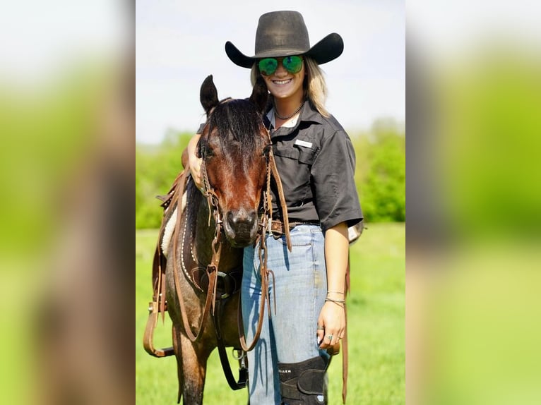 Más ponis/caballos pequeños Caballo castrado 6 años Castaño-ruano in Valley Springs, SD