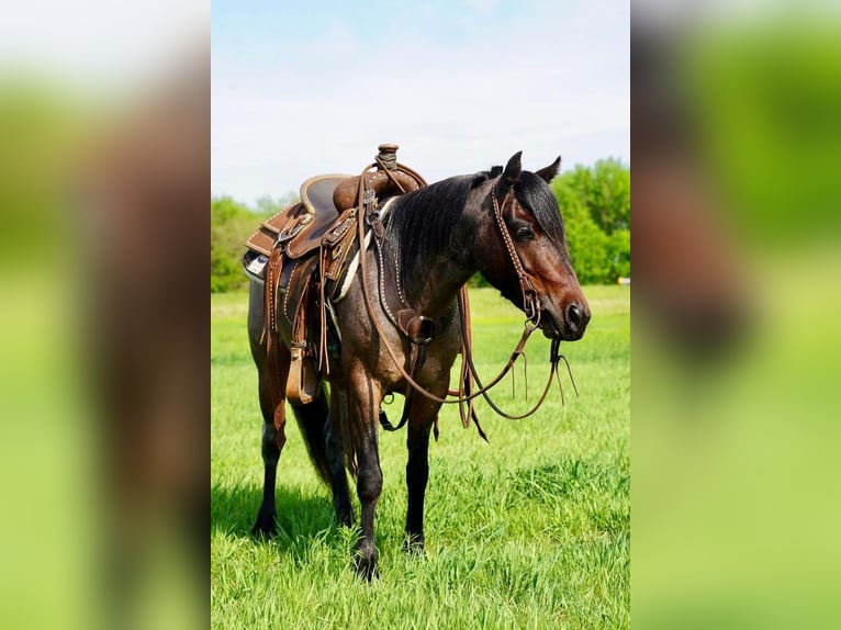 Más ponis/caballos pequeños Caballo castrado 6 años Castaño-ruano in Valley Springs, SD