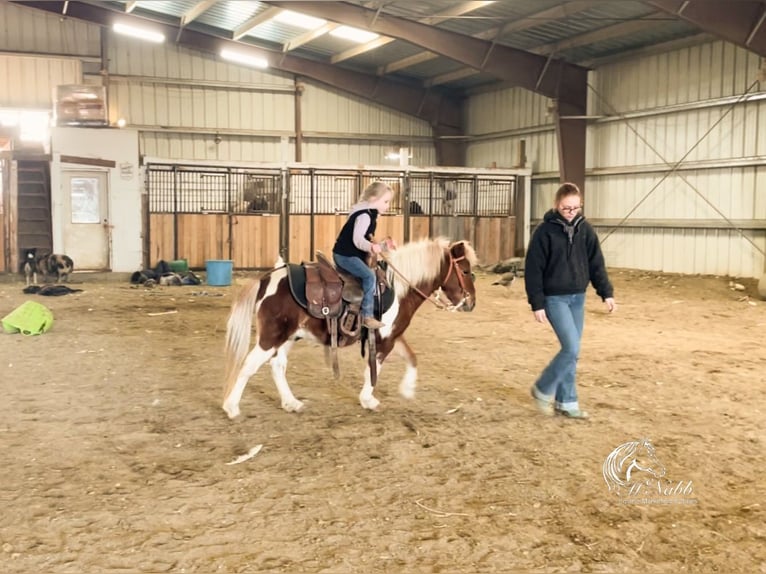 Más ponis/caballos pequeños Caballo castrado 7 años 102 cm Alazán rojizo in Cody