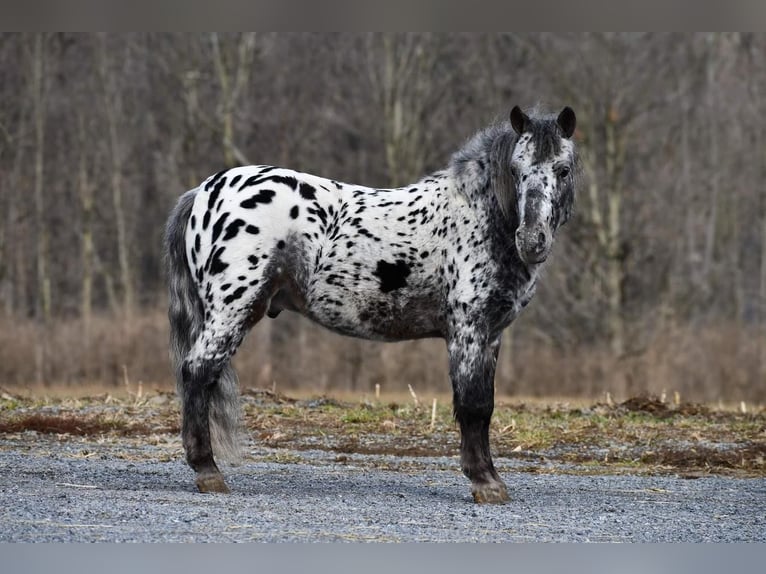 Más ponis/caballos pequeños Caballo castrado 7 años 102 cm in Rebersburg, PA