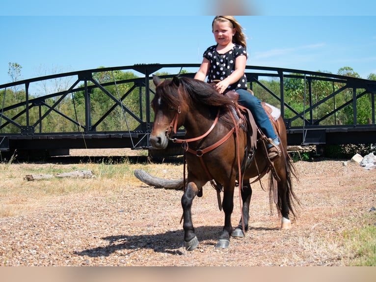 Más ponis/caballos pequeños Caballo castrado 7 años 102 cm Castaño rojizo in Henderson, KY