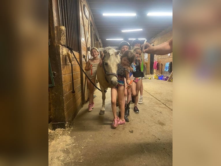 Más ponis/caballos pequeños Caballo castrado 7 años 102 cm Palomino in Highland MI