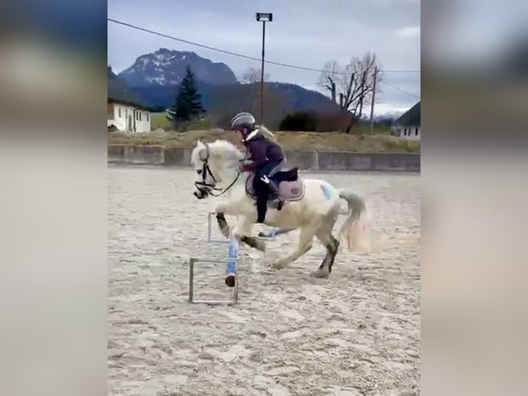 Más ponis/caballos pequeños Caballo castrado 7 años 105 cm Tordo in Pelmberg