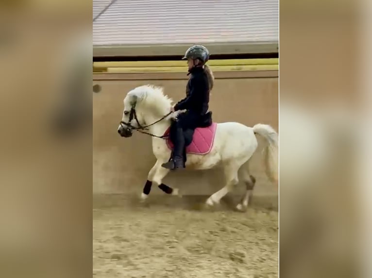 Más ponis/caballos pequeños Caballo castrado 7 años 105 cm Tordo in Pelmberg