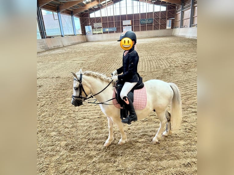 Más ponis/caballos pequeños Caballo castrado 7 años 105 cm Tordo in Pelmberg