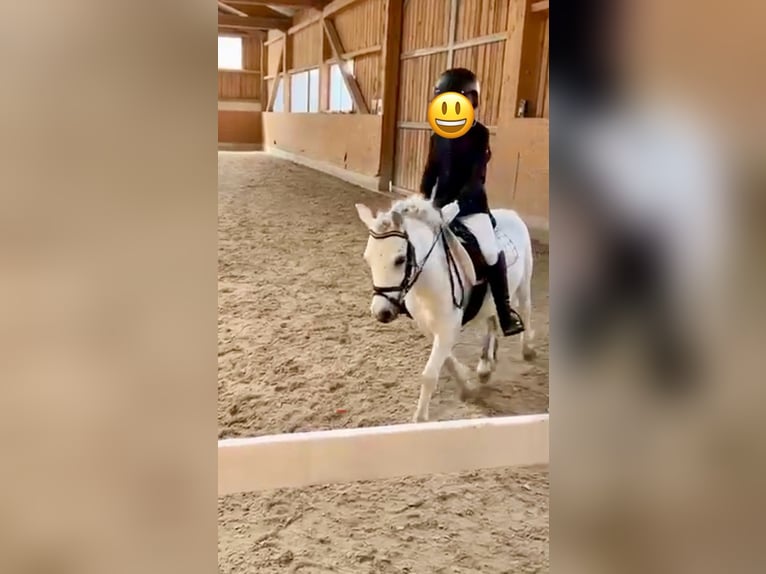 Más ponis/caballos pequeños Caballo castrado 7 años 105 cm Tordo in Pelmberg