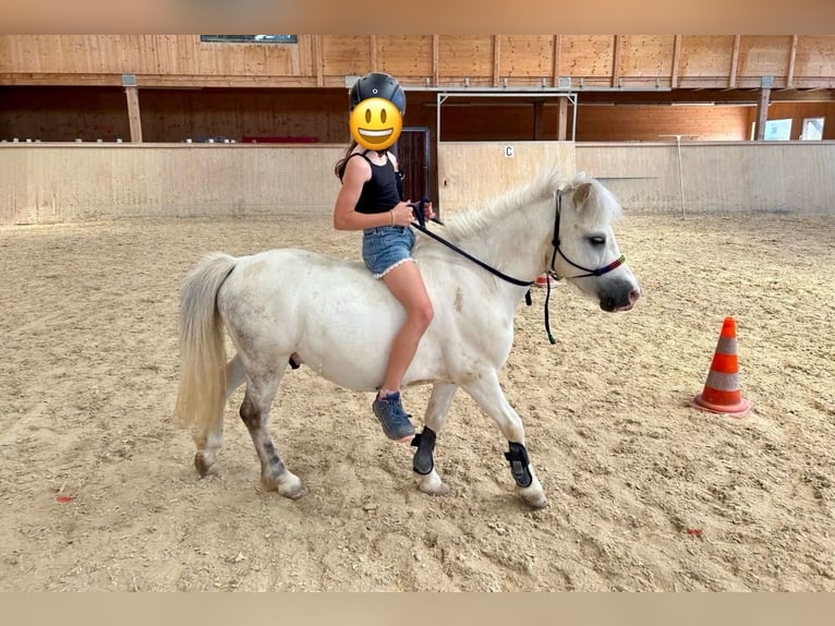 Más ponis/caballos pequeños Caballo castrado 7 años 105 cm Tordo in Pelmberg