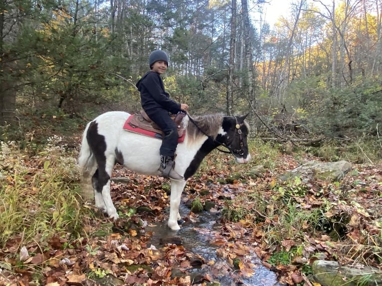 Más ponis/caballos pequeños Caballo castrado 7 años 109 cm in Rebersburg, PA