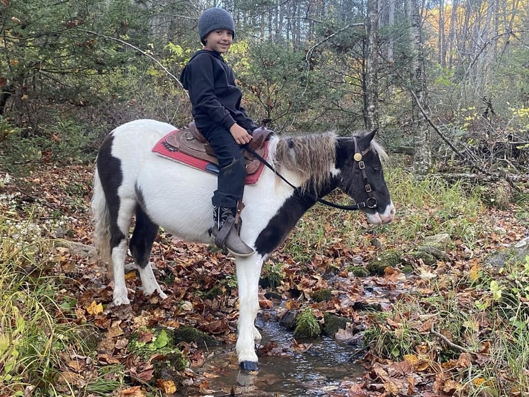Más ponis/caballos pequeños Caballo castrado 7 años 109 cm in Rebersburg, PA