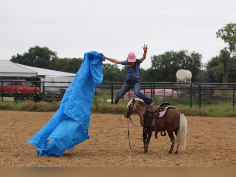 Más ponis/caballos pequeños Caballo castrado 7 años 109 cm Palomino in Powell Butte, OR