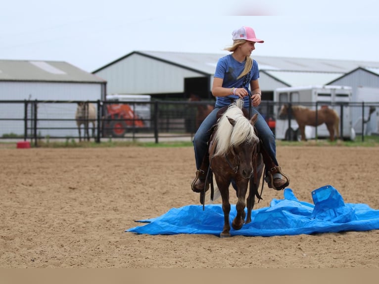 Más ponis/caballos pequeños Caballo castrado 7 años 109 cm Palomino in Powell Butte, OR