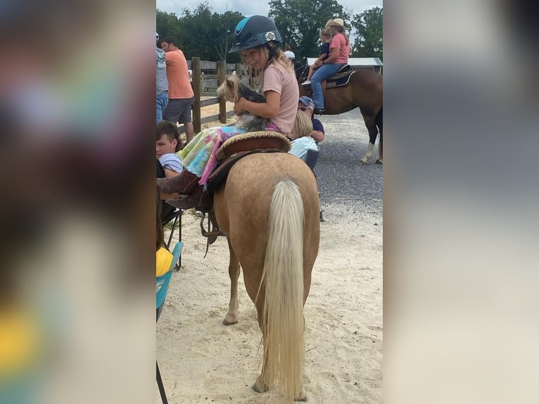 Más ponis/caballos pequeños Caballo castrado 7 años 112 cm Palomino in Lebanon, PA