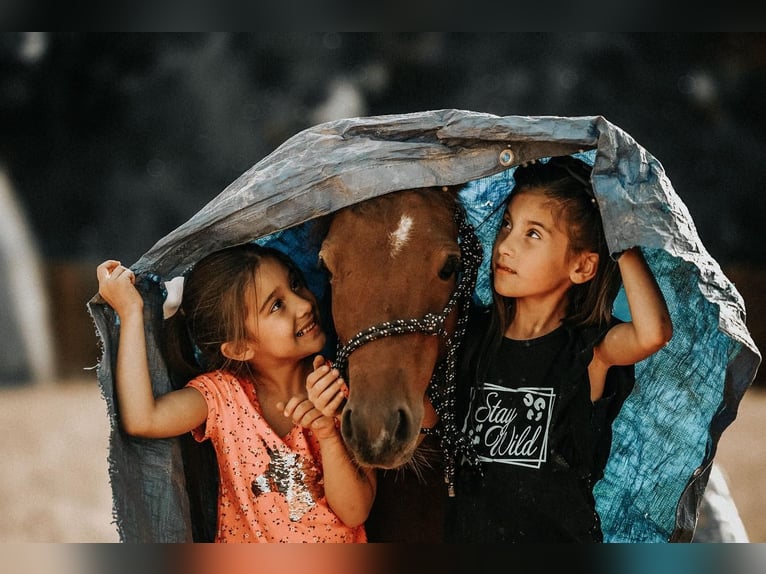 Más ponis/caballos pequeños Caballo castrado 7 años 114 cm in Needmore, PA