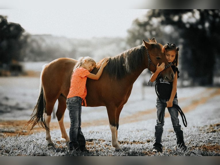 Más ponis/caballos pequeños Caballo castrado 7 años 114 cm in Needmore, PA