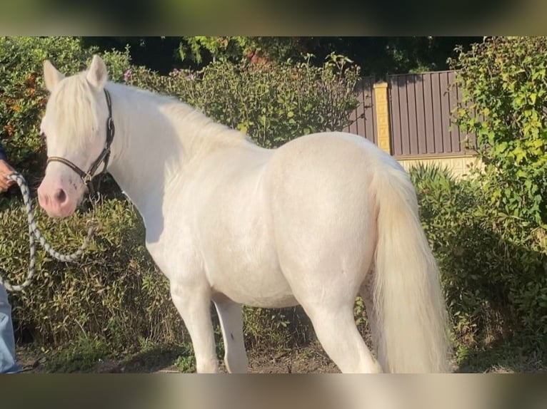 Más ponis/caballos pequeños Caballo castrado 7 años 118 cm Tordo in Rechnitz