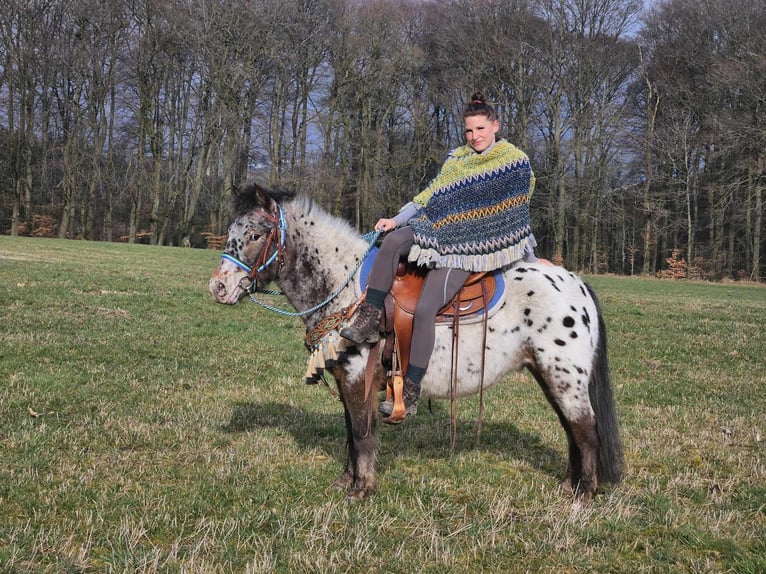 Más ponis/caballos pequeños Caballo castrado 7 años 123 cm Atigrado/Moteado in Linkenbach