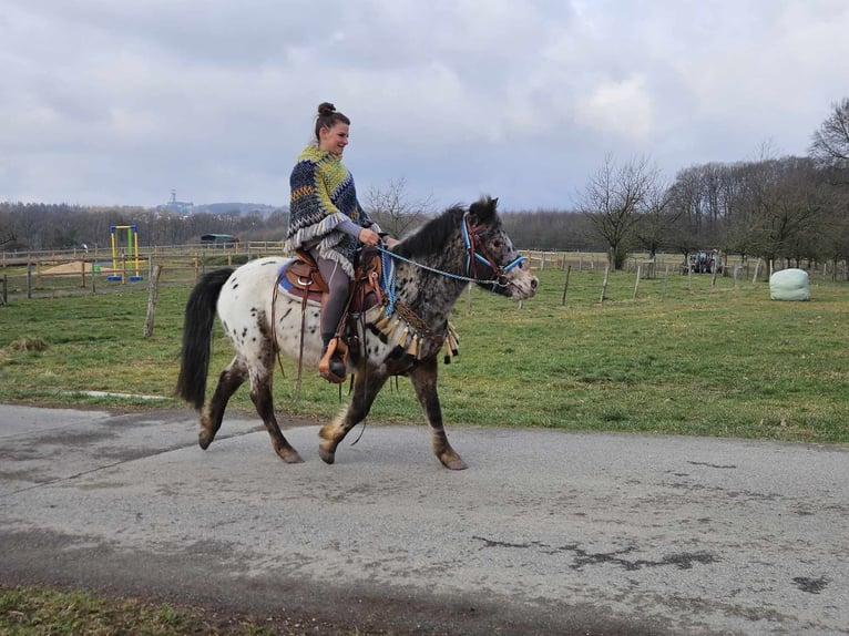 Más ponis/caballos pequeños Caballo castrado 7 años 123 cm Atigrado/Moteado in Linkenbach