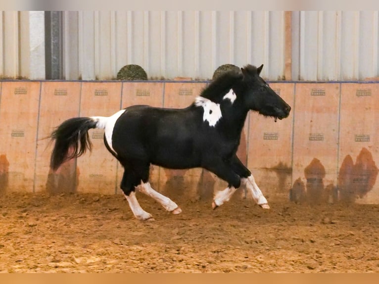 Más ponis/caballos pequeños Caballo castrado 7 años 127 cm Pío in Neustadt (Wied)