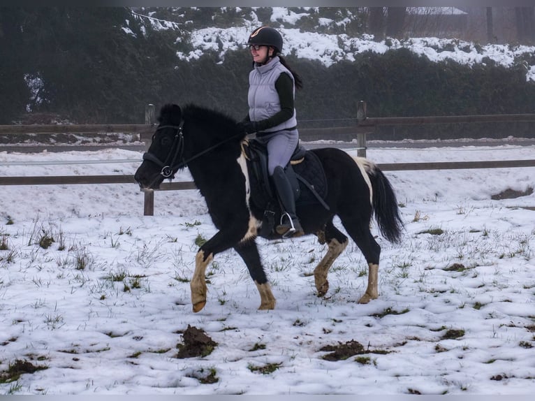 Más ponis/caballos pequeños Caballo castrado 7 años 127 cm Pío in Neustadt (Wied)