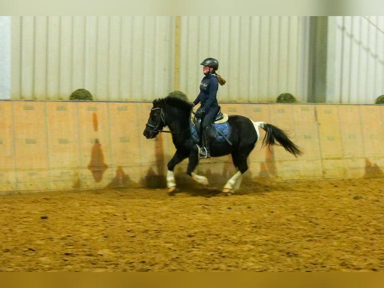 Más ponis/caballos pequeños Caballo castrado 7 años 127 cm Pío in Neustadt (Wied)