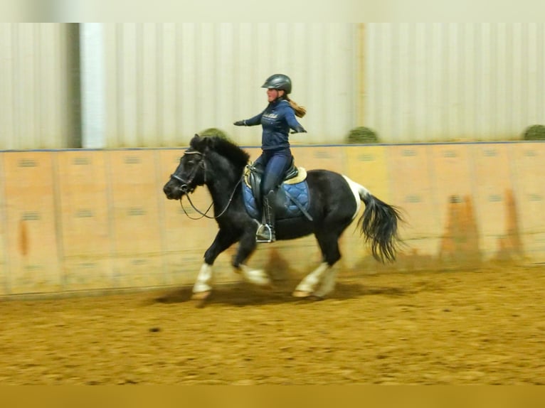 Más ponis/caballos pequeños Caballo castrado 7 años 127 cm Pío in Neustadt (Wied)