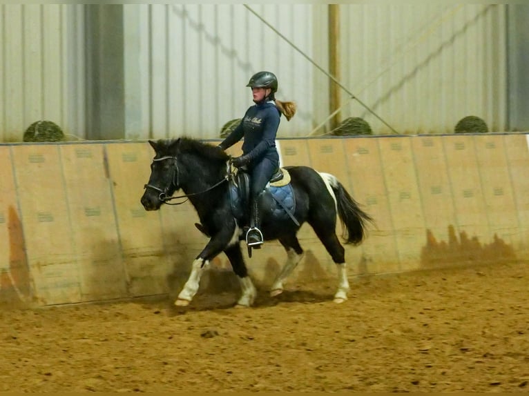 Más ponis/caballos pequeños Caballo castrado 7 años 127 cm Pío in Neustadt (Wied)