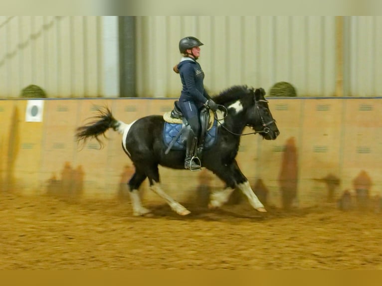 Más ponis/caballos pequeños Caballo castrado 7 años 127 cm Pío in Neustadt (Wied)