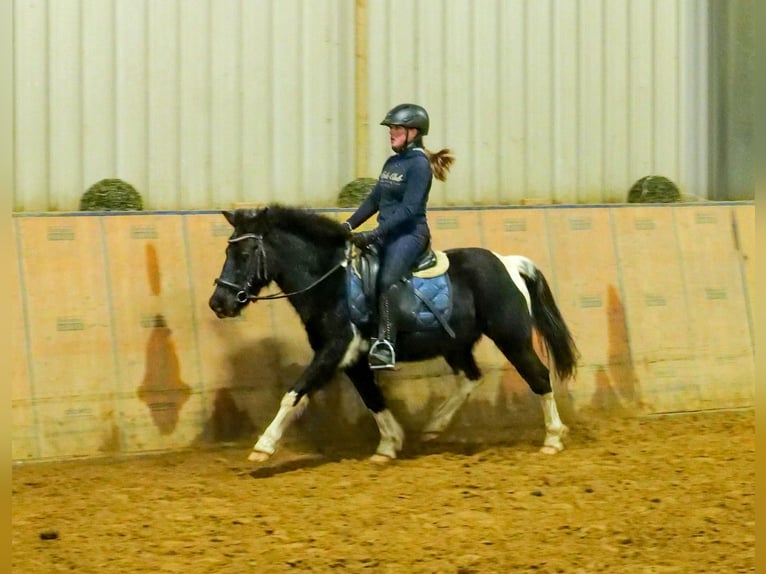 Más ponis/caballos pequeños Caballo castrado 7 años 127 cm Pío in Neustadt (Wied)