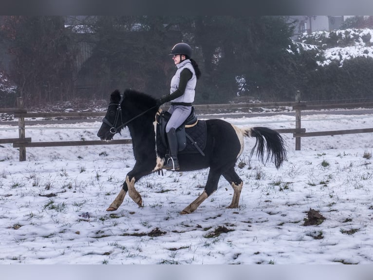 Más ponis/caballos pequeños Caballo castrado 7 años 127 cm Pío in Neustadt (Wied)