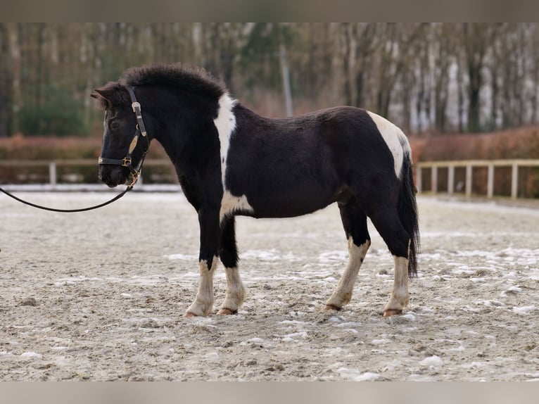 Más ponis/caballos pequeños Caballo castrado 7 años 127 cm Pío in Neustadt (Wied)