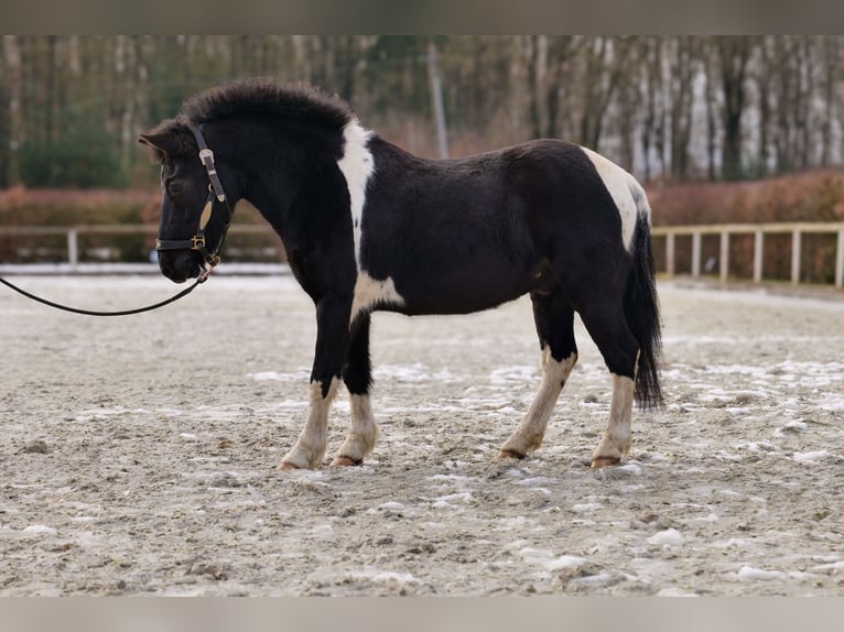 Más ponis/caballos pequeños Caballo castrado 7 años 127 cm Pío in Neustadt (Wied)