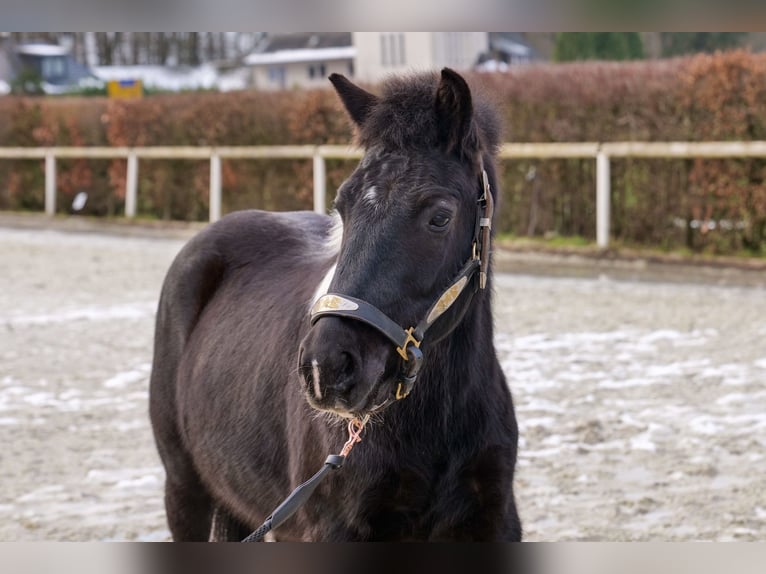 Más ponis/caballos pequeños Caballo castrado 7 años 127 cm Pío in Neustadt (Wied)