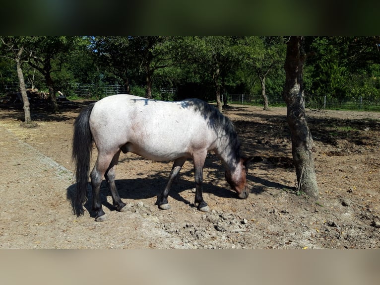 Más ponis/caballos pequeños Caballo castrado 7 años 129 cm Ruano alazán in Ulm