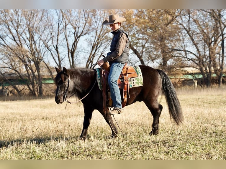 Más ponis/caballos pequeños Caballo castrado 7 años 130 cm Negro in Valley Springs