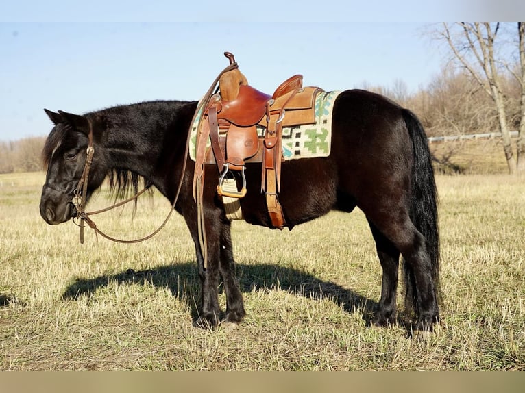 Más ponis/caballos pequeños Caballo castrado 7 años 130 cm Negro in Valley Springs