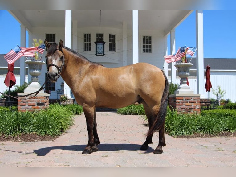 Más ponis/caballos pequeños Caballo castrado 7 años 135 cm Buckskin/Bayo in Highland, MI