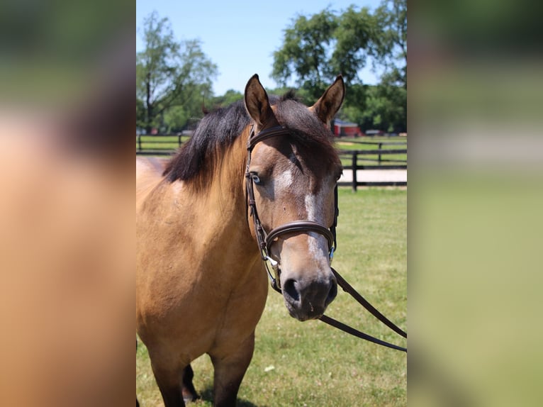 Más ponis/caballos pequeños Caballo castrado 7 años 135 cm Buckskin/Bayo in Highland, MI