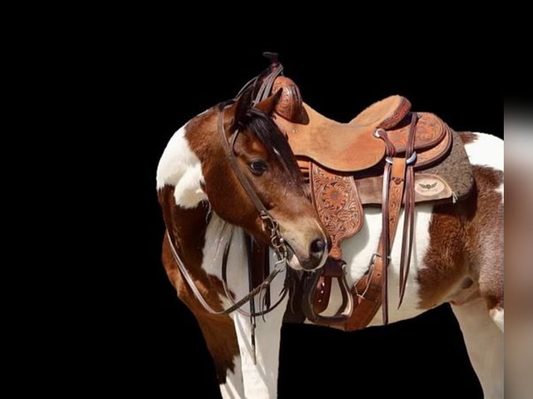 Más ponis/caballos pequeños Caballo castrado 7 años 135 cm in Grand Saline, TX