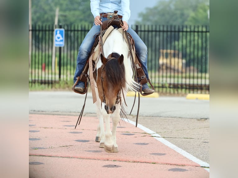 Más ponis/caballos pequeños Caballo castrado 7 años 135 cm in Grand Saline, TX