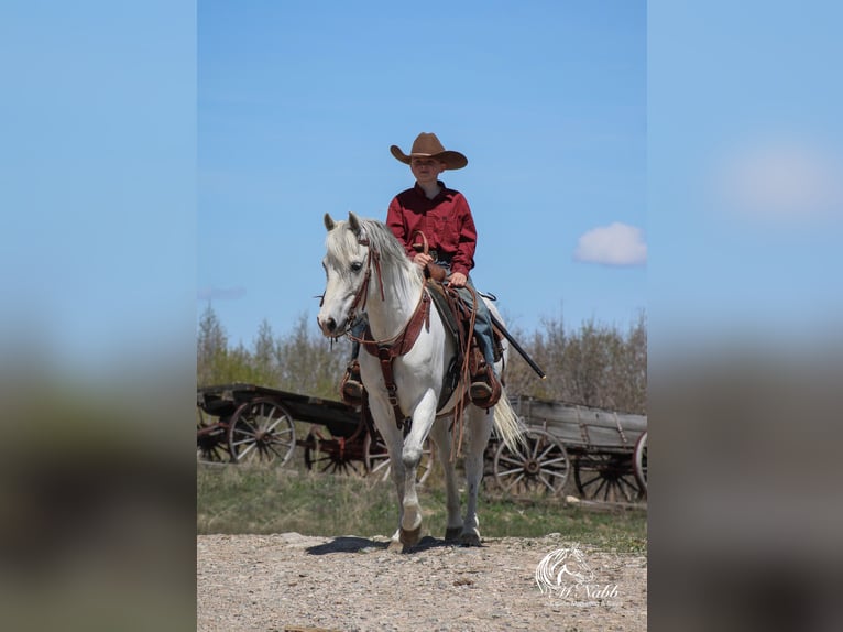 Más ponis/caballos pequeños Caballo castrado 7 años 135 cm Tordo in Shoshoni