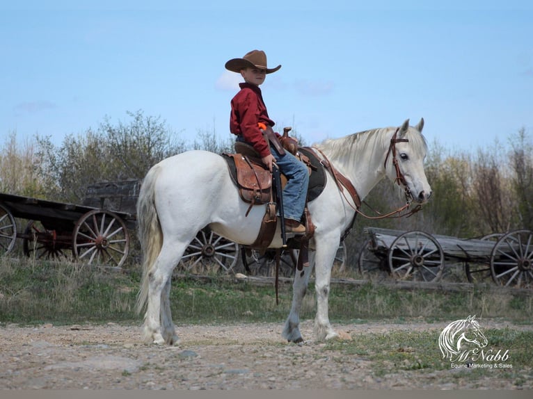 Más ponis/caballos pequeños Caballo castrado 7 años 135 cm Tordo in Shoshoni