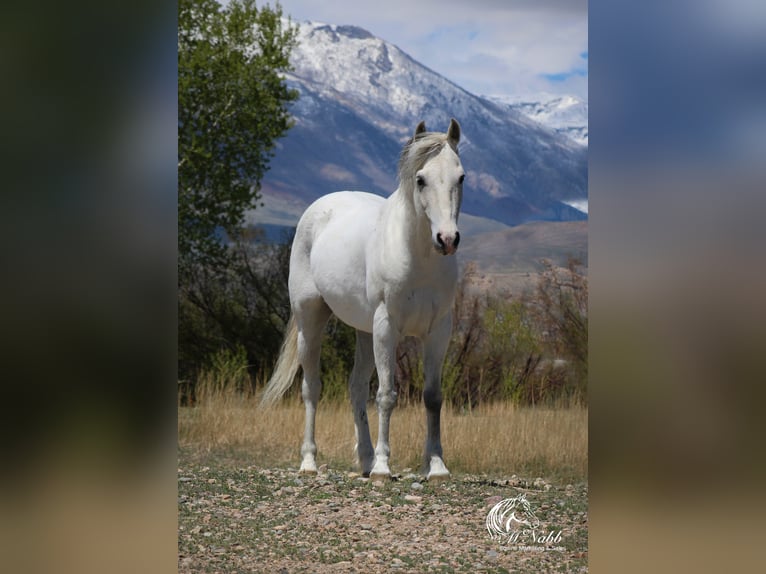 Más ponis/caballos pequeños Caballo castrado 7 años 135 cm Tordo in Shoshoni