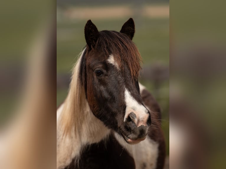 Más ponis/caballos pequeños Mestizo Caballo castrado 7 años 138 cm Pío in Sehnde