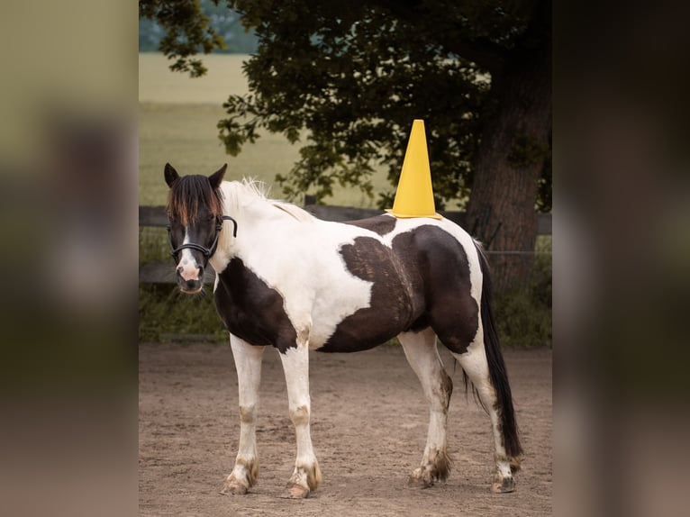 Más ponis/caballos pequeños Mestizo Caballo castrado 7 años 138 cm Pío in Sehnde