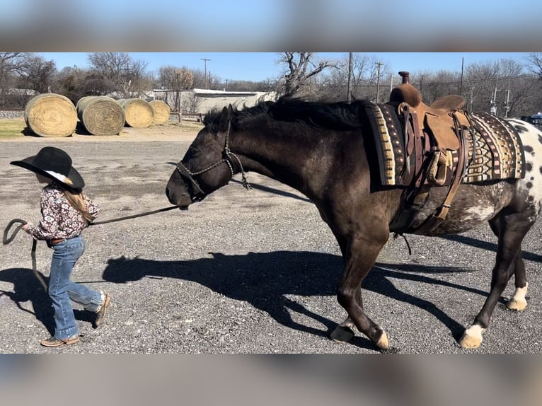Más ponis/caballos pequeños Caballo castrado 7 años 140 cm Negro in Lipan